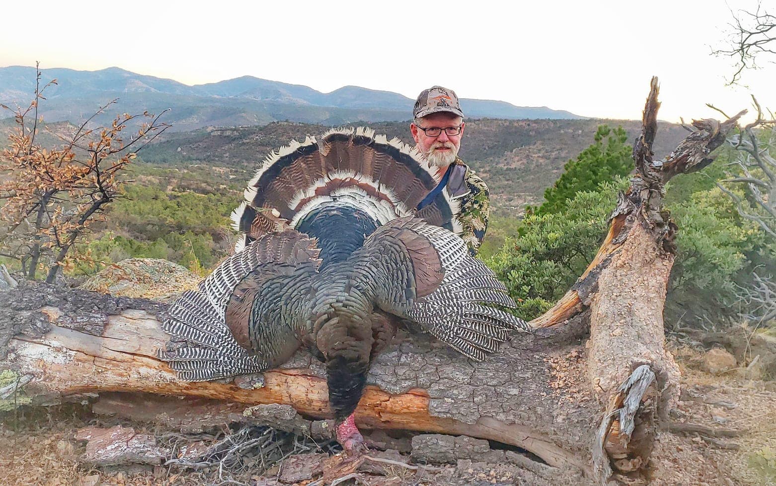 Wild Turkey Cordon Bleu - Backcountry Hunters and Anglers